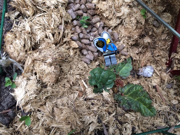Allotment/Veg Patch Thread 5 - The Diggers Rest !