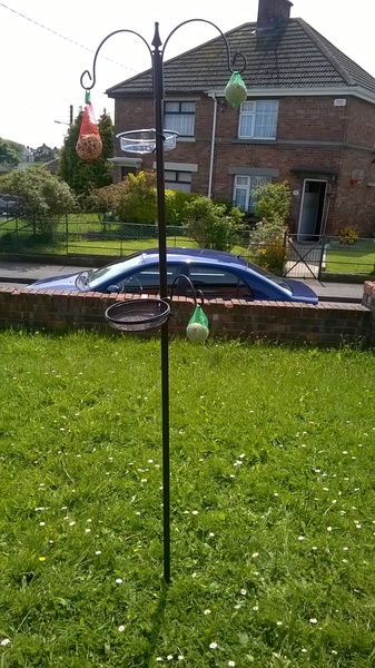 birdfeeder vs crows