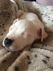 Help me name my puppy!