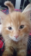 AIBU to make my ginger kitten look like a tiny lion? (pics)