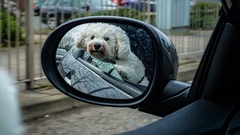 Show us your dogs?