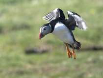 Had a lovely 30 minutes watching the birds in the front garden