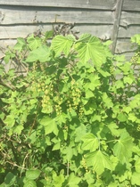 Please help me recognise these plants!