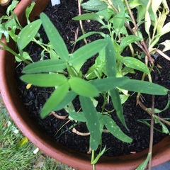 "in the midst of winter, I found there was within me, an invincible summer" Potting shed chat continues here