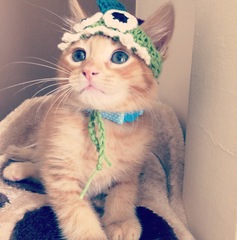 AIBU to make my ginger kitten look like a tiny lion? (pics)