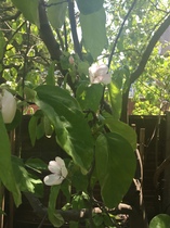 Please help me recognise these plants!