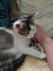 the paw - pictures