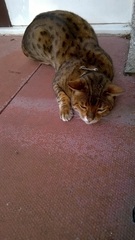 Bengal cat: AIBU?