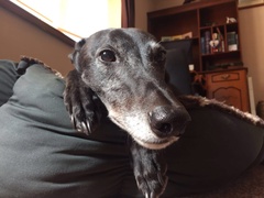 Tell me about your greyhounds!