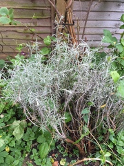 Please help me recognise these plants!