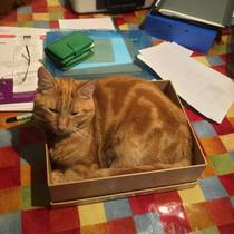 Missing cat in Dollar