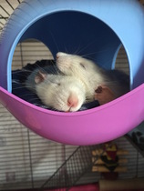 to be pissed off when people say ewwwww..........(Note from MNHQ: this is NOT a trigger warning, but just gently letting you know that this thread contains pics of pet rats)