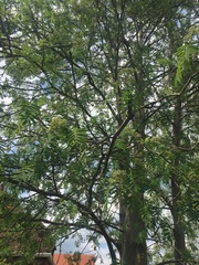 what type of tree are these two?