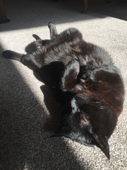 Rusty black cats