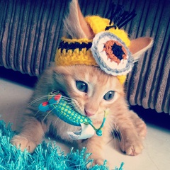 AIBU to make my ginger kitten look like a tiny lion? (pics)