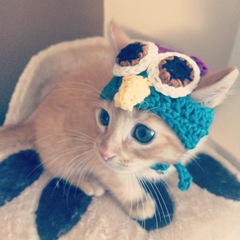 AIBU to make my ginger kitten look like a tiny lion? (pics)