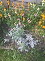 Please help me recognise these plants!