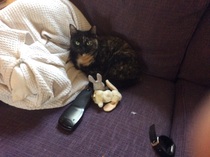 the paw - pictures