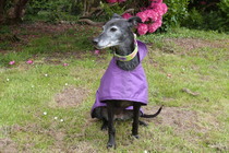Tell me about your greyhounds!
