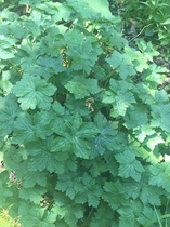 Please help me recognise these plants!