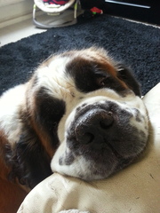 St bernard