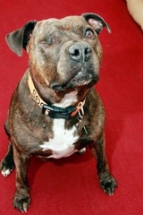 The kindest, most moral way to buy a puppy.