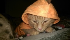 AIBU to make my ginger kitten look like a tiny lion? (pics)