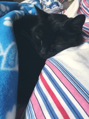 the paw - pictures