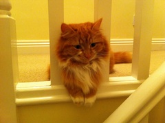 the paw - pictures