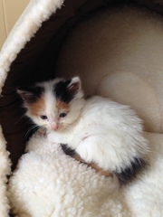 Found a stray kitten