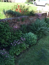 Please tell me what you would plant here .... (with photos)