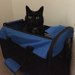 the paw - pictures