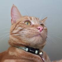 Missing cat in Dollar