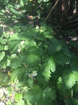 Please help me recognise these plants!