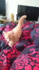 AIBU to make my ginger kitten look like a tiny lion? (pics)