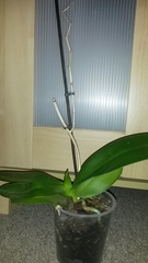 Orchid help!