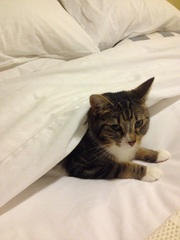 the paw - pictures