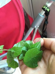 Anyone know if this is Japanese Knotweed (picture)