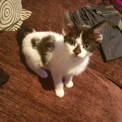 AIBU to make my ginger kitten look like a tiny lion? (pics)