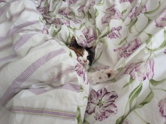 the paw - pictures