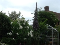 "in the midst of winter, I found there was within me, an invincible summer" Potting shed chat continues here