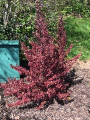 What is this shrub please?