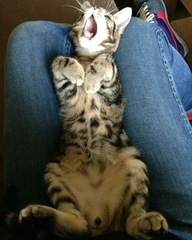 the paw - pictures