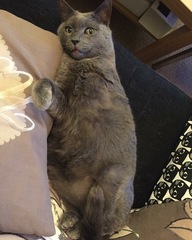 the paw - pictures