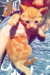 Today I brought home a kitten. DH not speaking to me (pics)