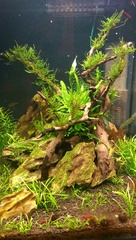 Anyone want to share aqaurium pics?