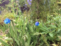 "in the midst of winter, I found there was within me, an invincible summer" Potting shed chat continues here