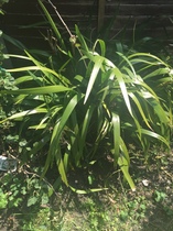 Please help me recognise these plants!