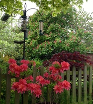 "in the midst of winter, I found there was within me, an invincible summer" Potting shed chat continues here
