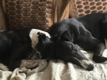 Tell me about your greyhounds!